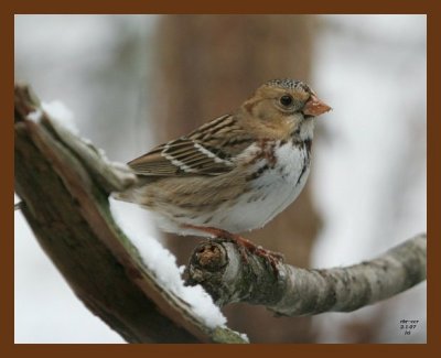 harris sparrow 2-1-07 cl1b.jpg