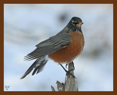 robin 2-2-07 cl2b.jpg