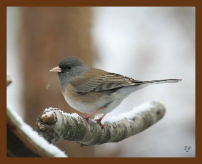 junco snowbird 2-1-07 cl1b.jpg