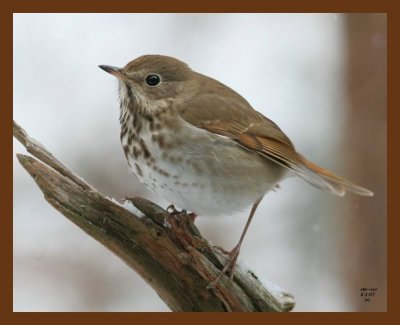 hermit thrush 2-1-07 cl2b.jpg