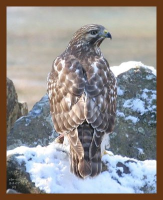 red-tail hawk 2-3-07 cl1c1b.jpg