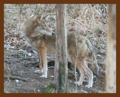 coyote 2-3-07 cl4b.jpg