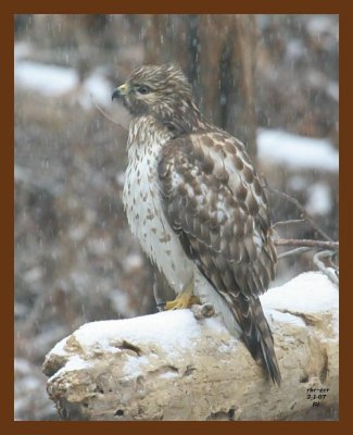 red-tail hawk 2-1-07 cl2b.jpg