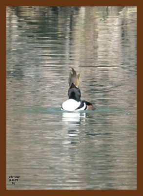 hooded merganser-perch 2-5-07 cl4b.jpg