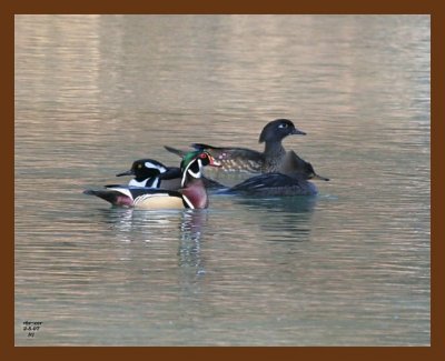 hooded mergansers-woodys 2-5-07 cl1b.jpg
