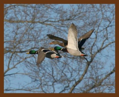 mallards 2-7-07 cl1b.jpg