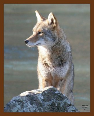 coyote 1-10-07 cl1cps.jpg
