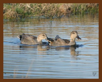 ducks gadwall 1-6-07 cl1cps.jpg