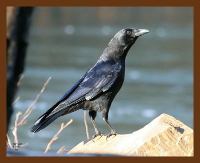 crow 1-1-07 cl2cps.jpg