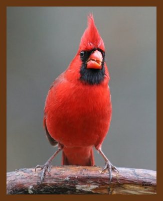 cardinal 2-12-07 cl2b.jpg