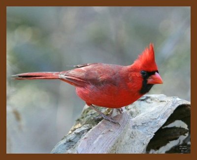 cardinal 2-18-07 cl1b.jpg