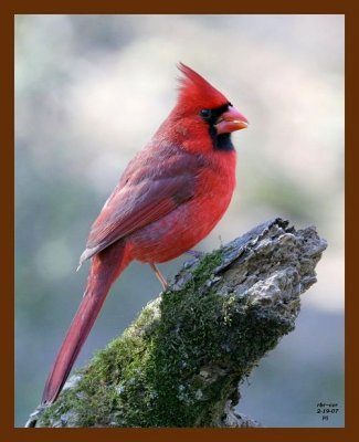 cardinal 2-19-07 cl1b.jpg