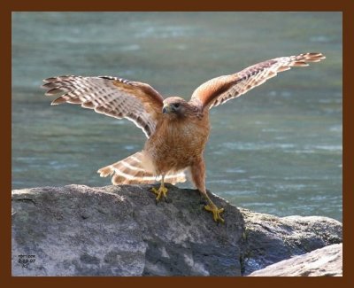 red-shouldered hawk 2-20-07 cl1c1b.jpg