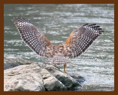 red-shouldered hawk 2-20-07 cl5b.jpg