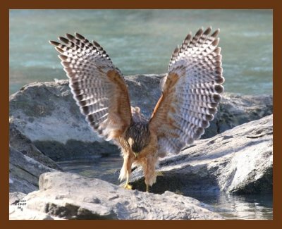 red-shouldered hawk 2-19-07 cl1b.jpg