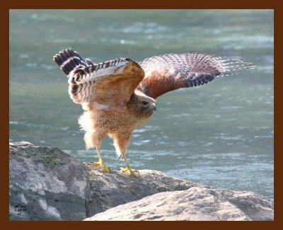 red-shouldered hawk 2-20-07 cl4b.jpg