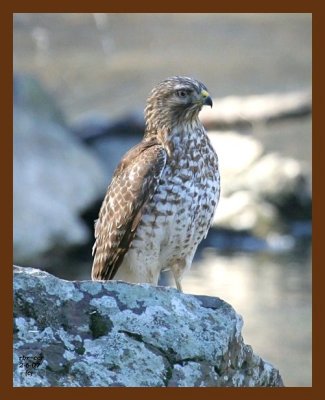 red-tail hawk 2-6-07 cl4b.jpg