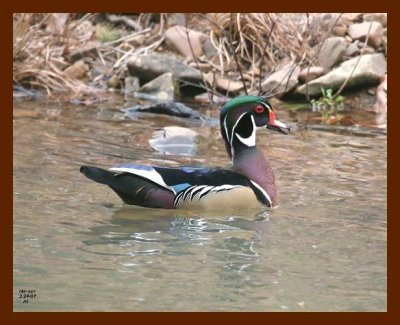 wood-duck 2-24-07 cl4b.jpg