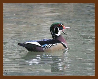 wood-duck 2-24-07 cl2b.jpg