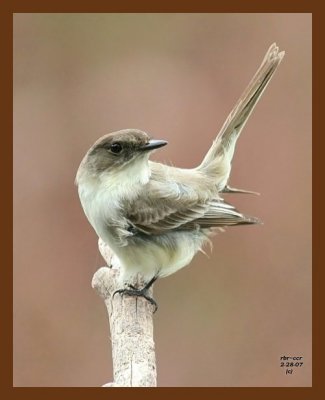 eastern phoebe 2-28-07 cl1b.jpg