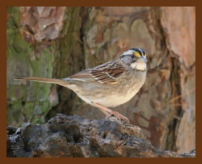 white-throated sparrow 3-5-07 cl1b.jpg