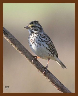 savannah sparrow 3-7-07 cl3b.jpg