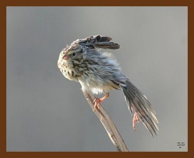 savannah sparrow 3-7-07 cl2b.jpg