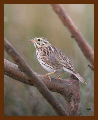 savannah sparrow 3-11-07 cl2b.jpg