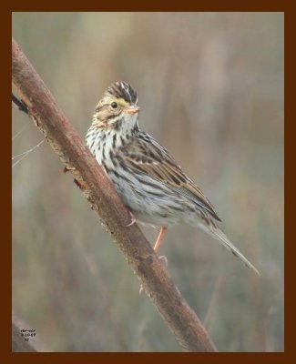 savannah sparrow 3-10-07 cl1b.jpg