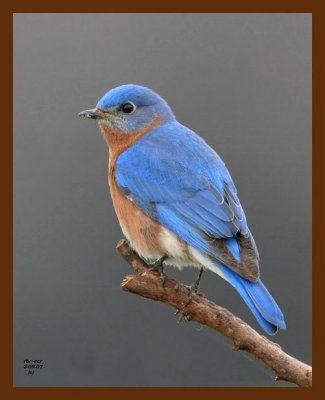 bluebird 3-9-07 cl1b.jpg
