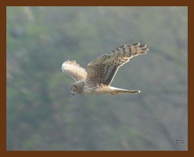 marsh hawk harrier 3-11-07 cl2b.jpg