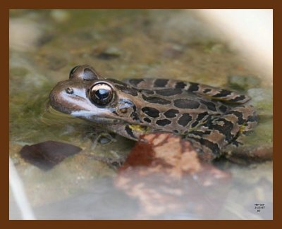 pickerel frog 3-15-07 cl2b.jpg