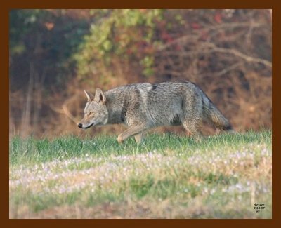 coyote 3-18-07 cl2b.jpg