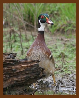 wood-duck 3-19-07 cl1b.jpg