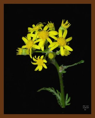 golden ragwort  3-29-07 ol1b.jpg