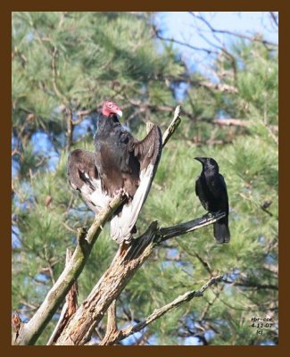 turkey vulture-crow 4-11-07 cl1b.jpg