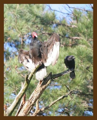 turkey vulture-crow 4-11-07 cl2b.jpg