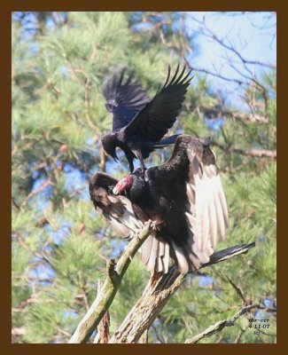 turkey vulture-crow 4-11-07 cl3b.jpg
