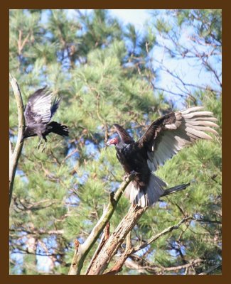 turkey vulture-crow 4-11-07 cl4b.jpg
