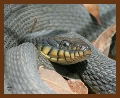 watersnake-yellowbelly 4-1-07 cl5p.jpg