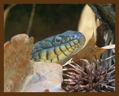 watersnake-yellowbelly 4-11-07 cl4b.jpg