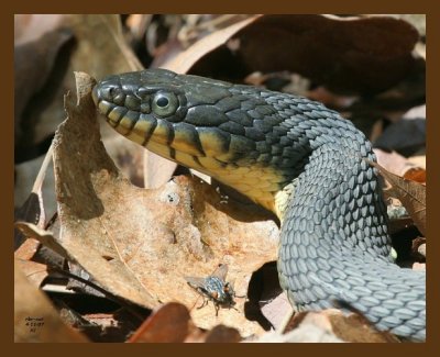 watersnake-yellowbelly 4-11-07 cl3b.jpg