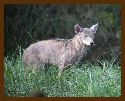 coyote 4-12-07 cl5b.jpg