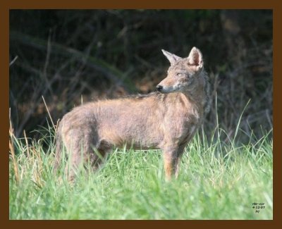 coyote 4-12-07 cl8b.jpg