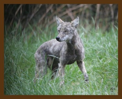 coyote 4-14-07 cl2b.jpg