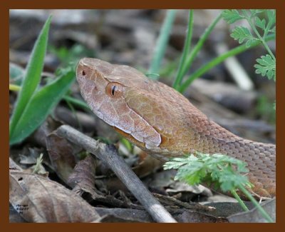 copperhead 4-2-07 cl10b.jpg