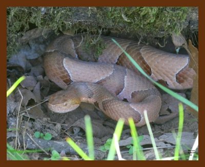 copperhead 4-2-07 cl12b.jpg