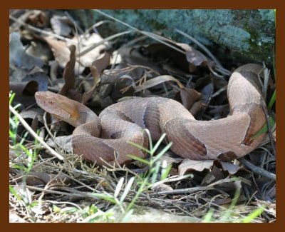 copperhead 4-2-07 cl5b.jpg