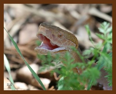 copperhead 4-2-07 cl7b.jpg