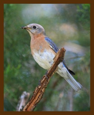 bluebird 4-15-07 cl9b.jpg